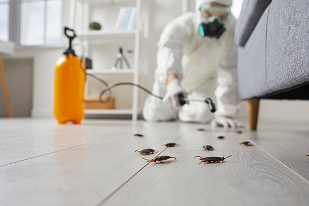 Commercial Kitchen Cockroach Control in Stafford Springs